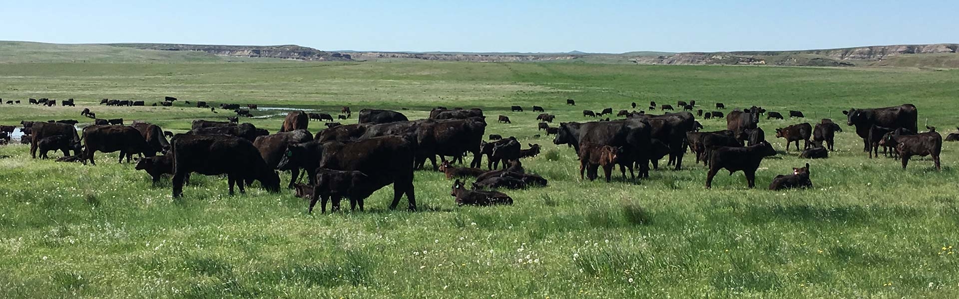 Premier Beef Cattle Ranching