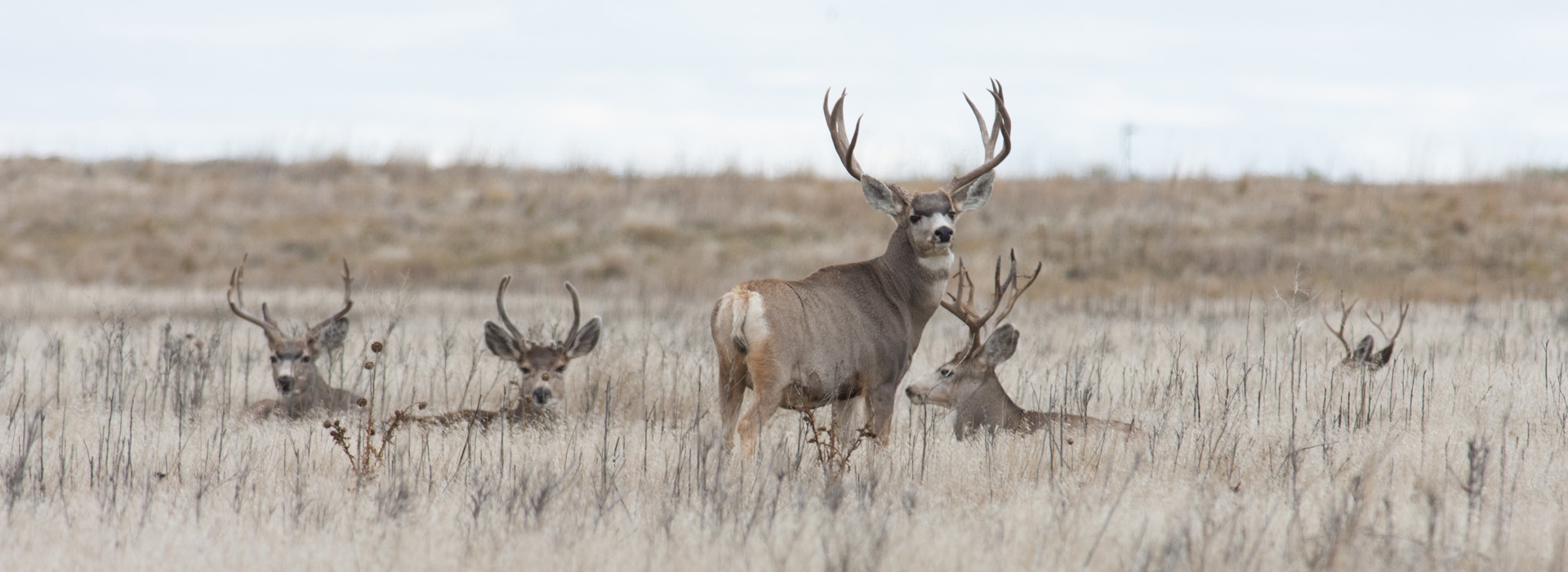Trophy South Dakota Mule Deer Hunts on Private Land