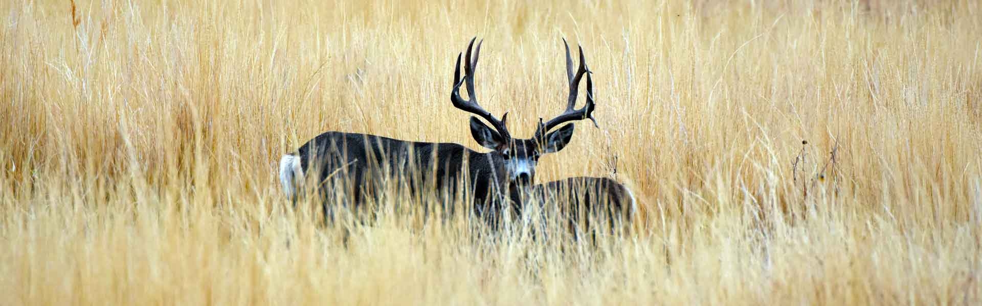 Dahl Outfitters - Photo Gallery