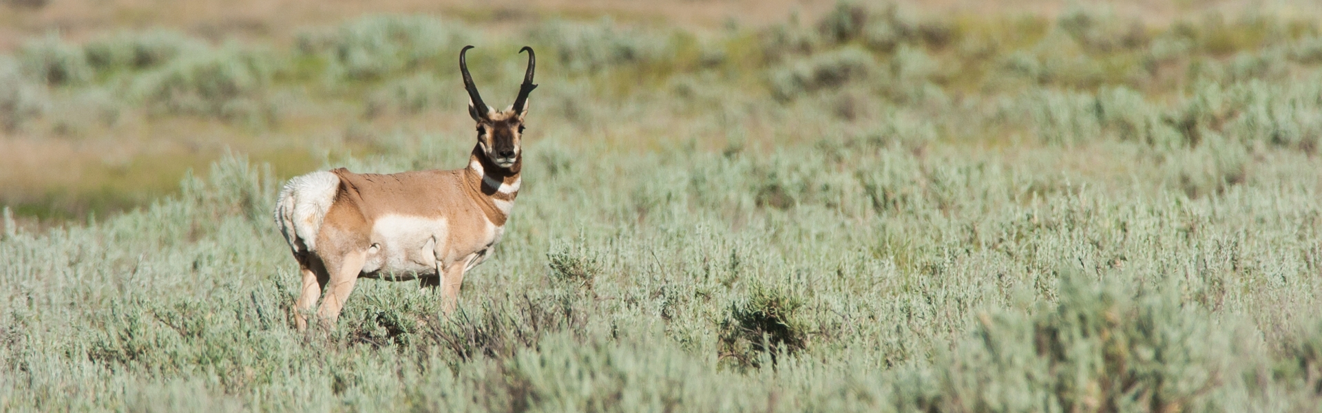 South Dakota Pronghorn Antelope Hunting