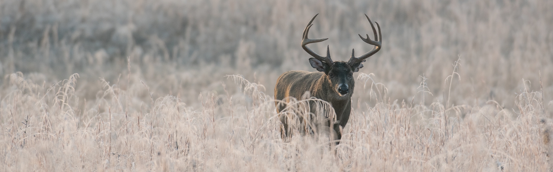 Trophy South Dakota Whitetail Deer Hunts