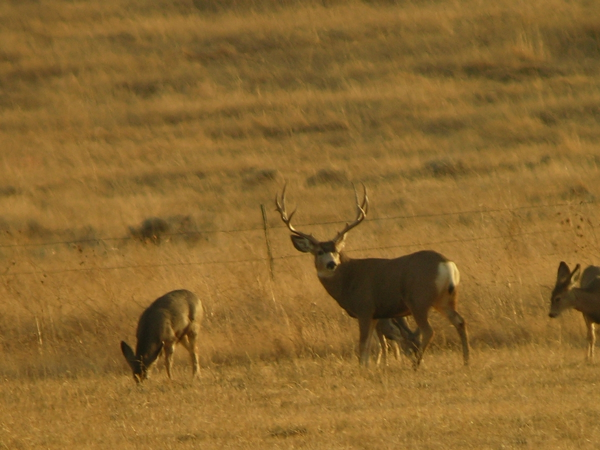 Page 2/6 - Dahl Outfitters South Dakota Whitetails Photo Gallery