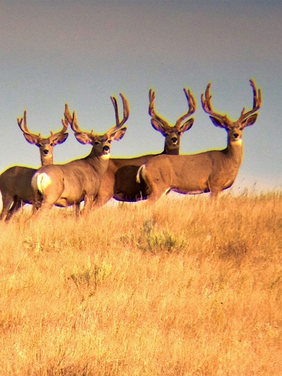 Hunting Ranch SD