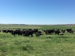Cattle Ranch SD