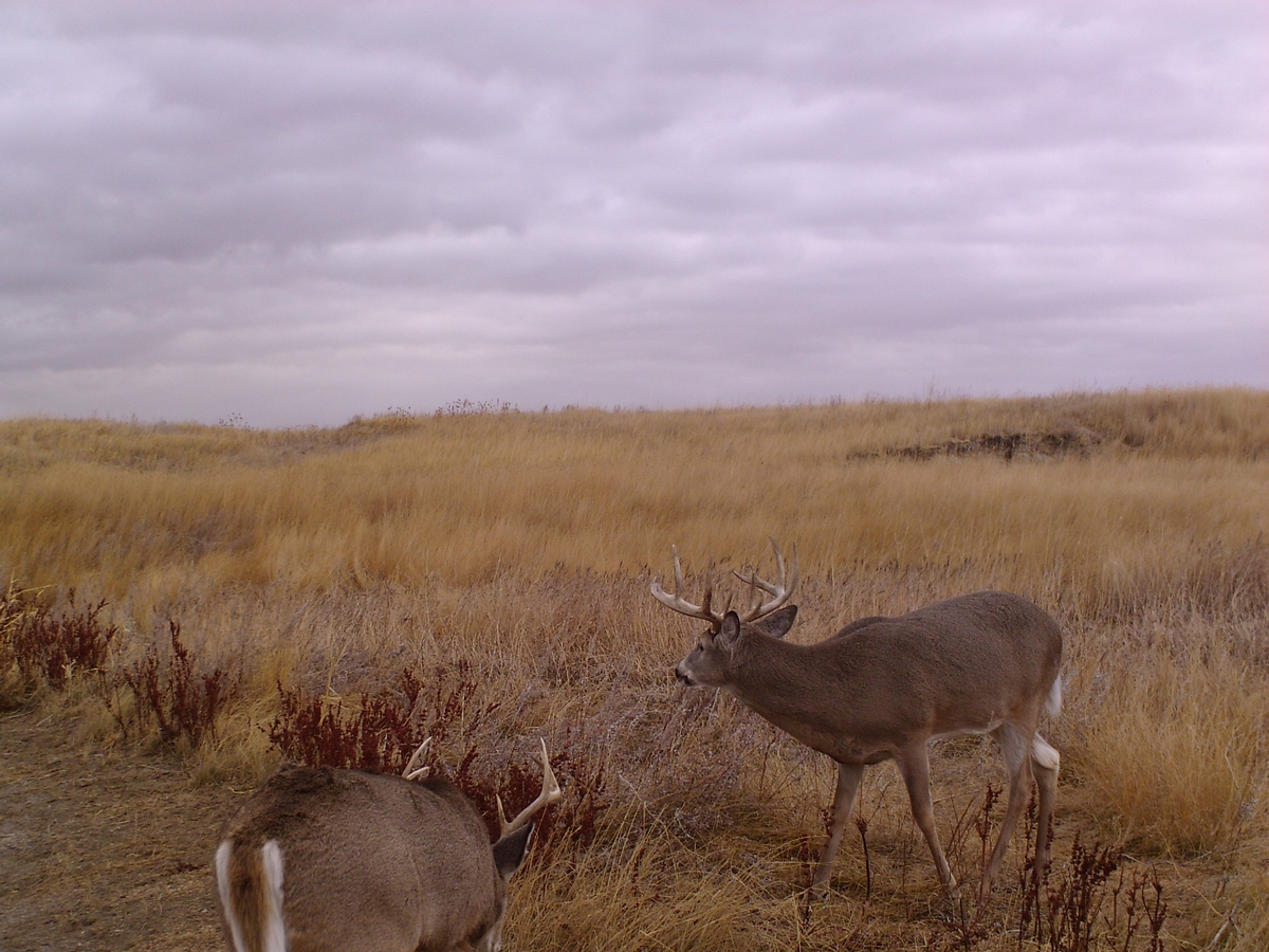 Dahl Outfitters South Dakota Whitetails Photo Gallery